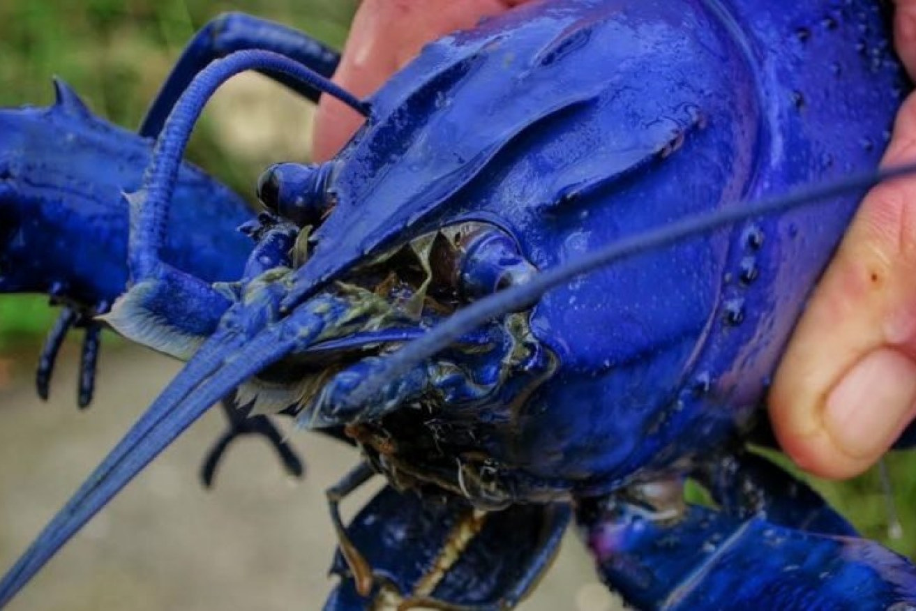 Some WA marron producers have seen a spike in enquiries for the rare blue crustacean.