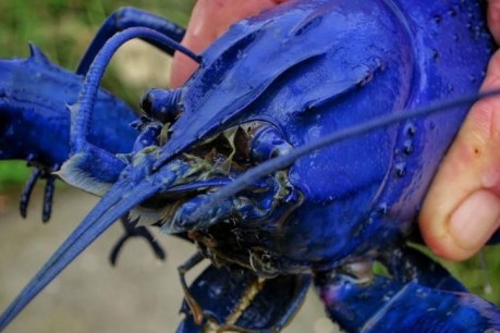 The next designer pet isn’t a dog or cat. It’s these blue crustaceans