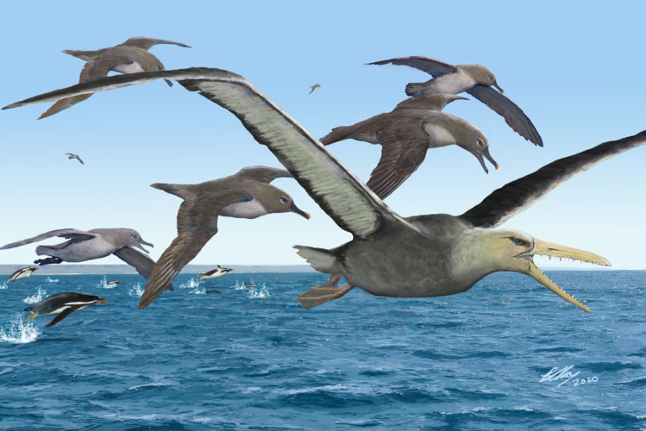 Antarctic waters 50 million years ago: Ancient albatrosses harassing a pelagornithid, a giant seabird with a toothed beak.