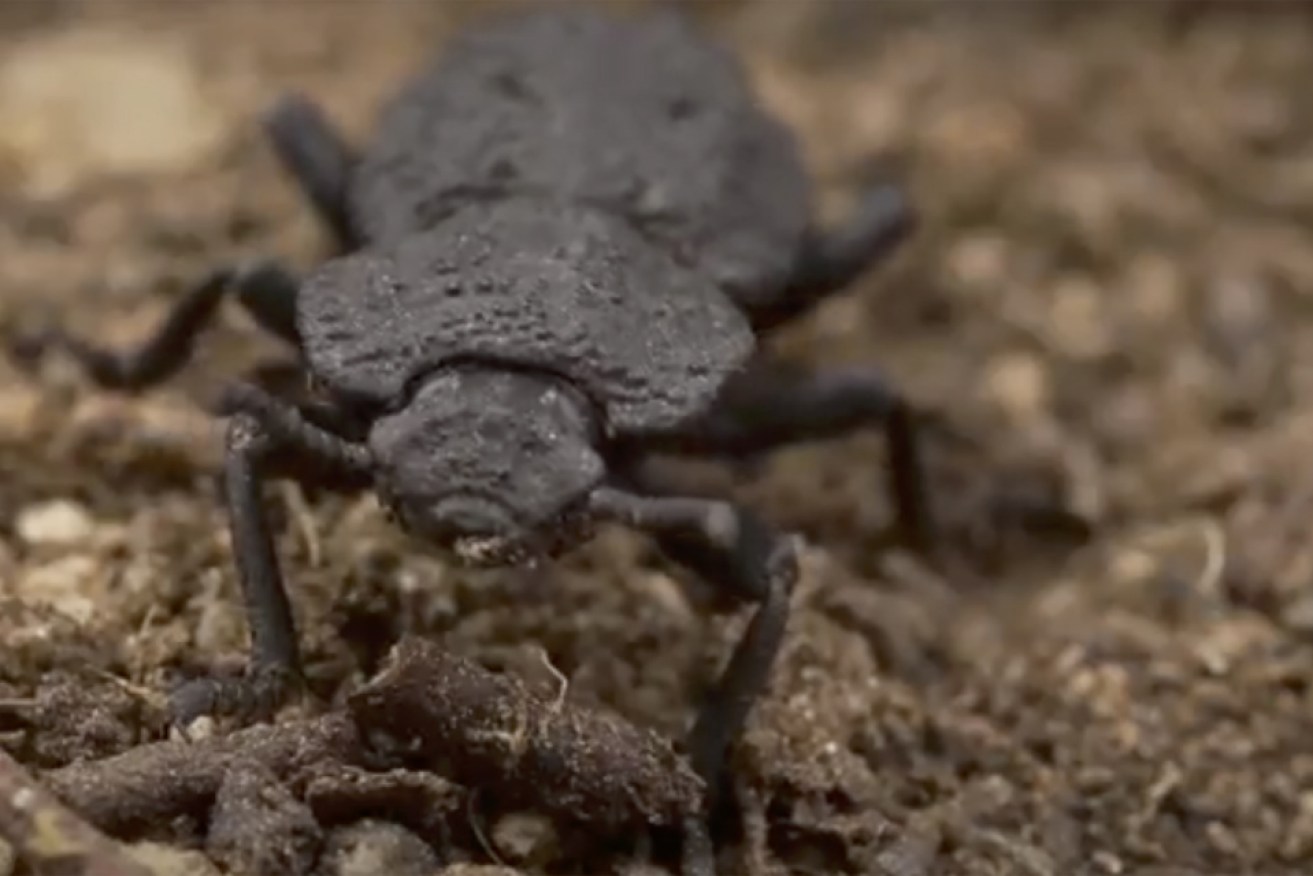 The diabolical ironclad beetle can take on a load of at least 39,000 times its body weight. 