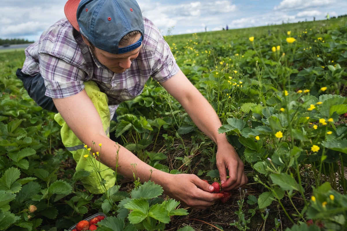 A worker picks strawberries on a farm