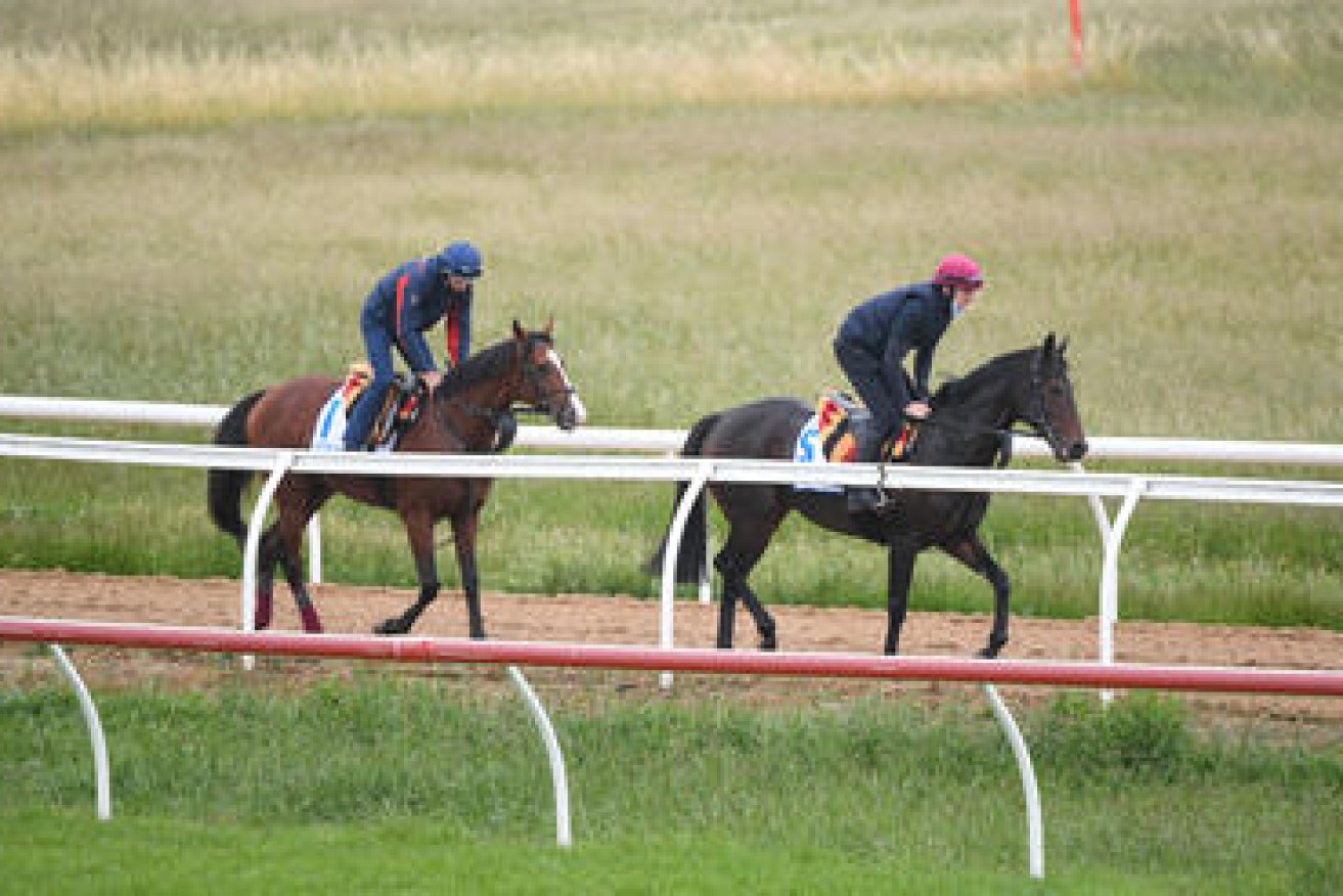 Racehorses Anthony Van Dyck (left) and Tiger Moth are seen during trackwork at Werribee Racecourse in Melbourne on Monday.