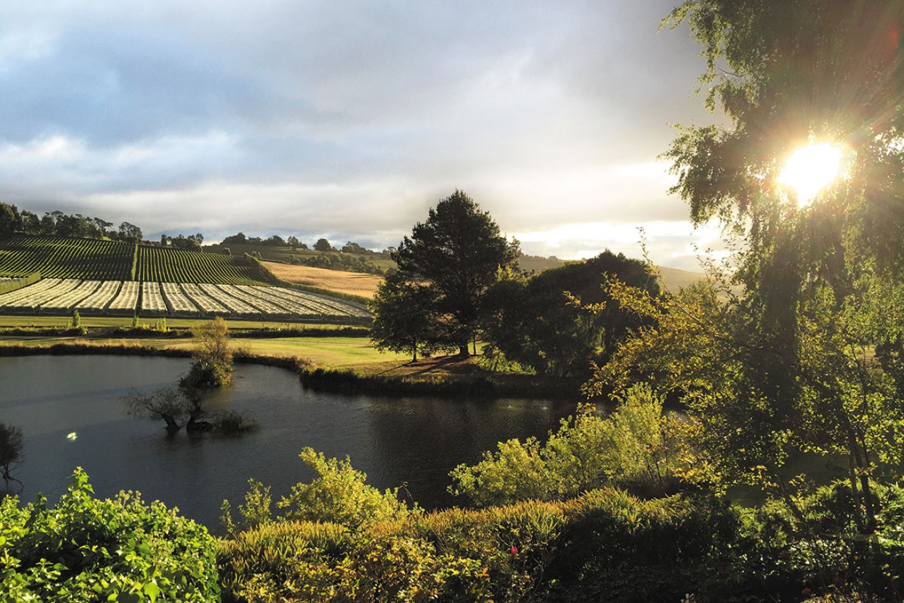Josef Chromy Vineyards. Tasmania’s pristine environment helps produce some of the finest Australian Sparkling wine.