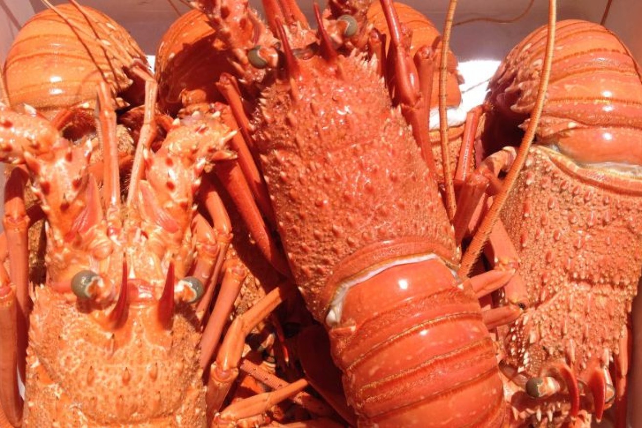 China authorities suspect a crustacean cartel is bootlegging banned Australian lobsters.