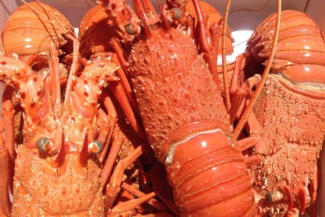 Hong Kong police swoop on huge shipment of smuggled Aussie lobsters