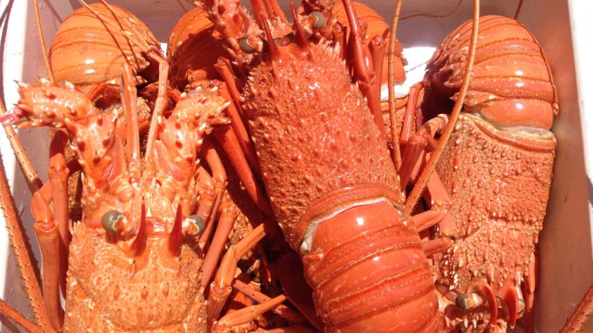 lobster
