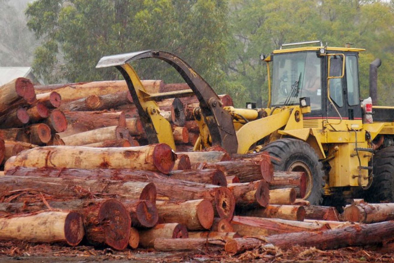 Ambassador Xiao Qian says China will resume the import of Australian timber.