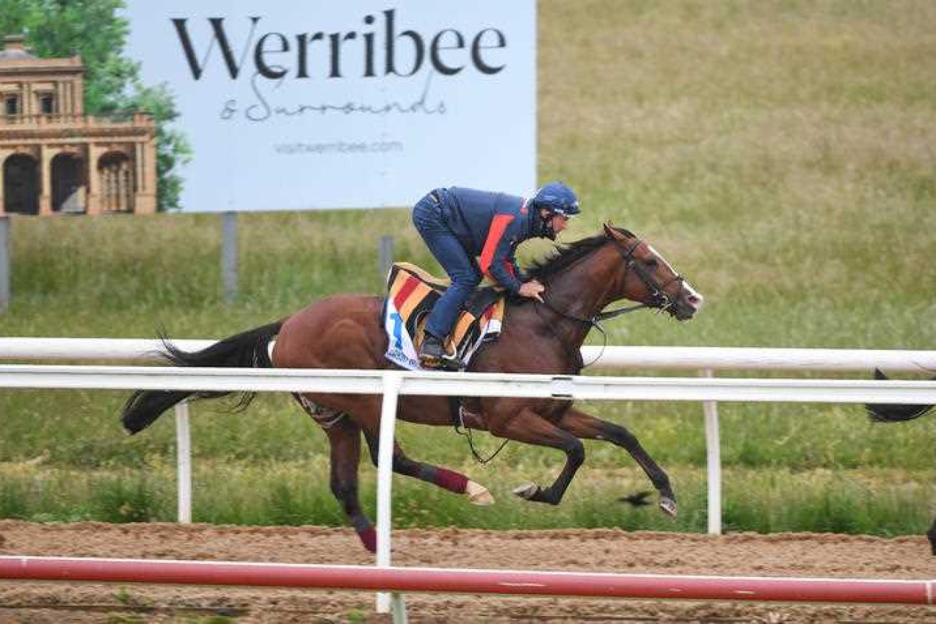 Anthony Van Dyck was euthanised after suffering an injury during the Melbourne Cup on Tuesday.