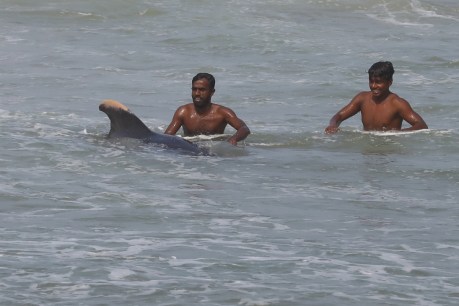 Sri Lankan effort rescues more than 100 stranded pilot whales