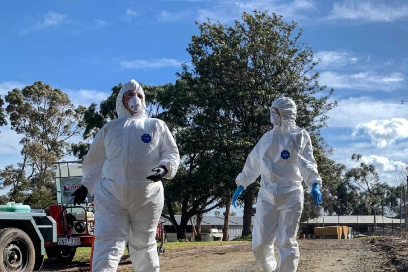 This year, Australian farmers have dealt with one of the worst outbreaks of avian influenza.