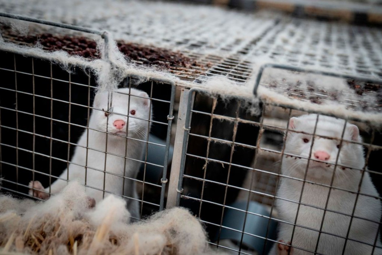 Minks at Danish farms are kept in confined conditions. Photo: Getty