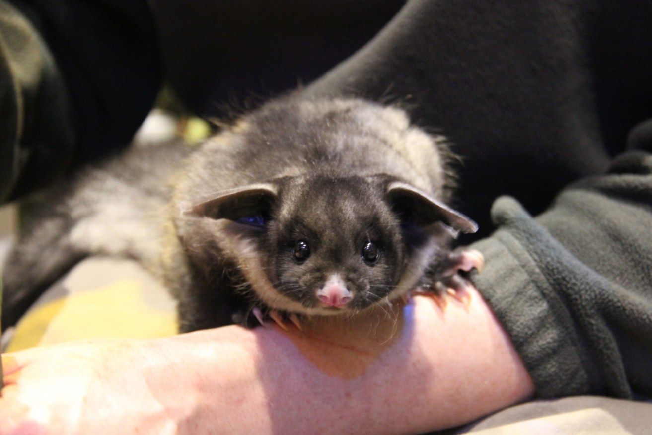 New species: The Greater Glider.