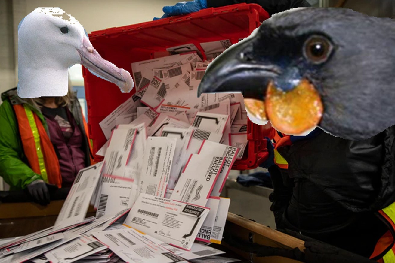 Revelations of dodgy voting have rocked the NZ Bird of the Year competition.