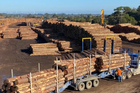 Victorian timber log exports blocked from entering China due to bark beetle