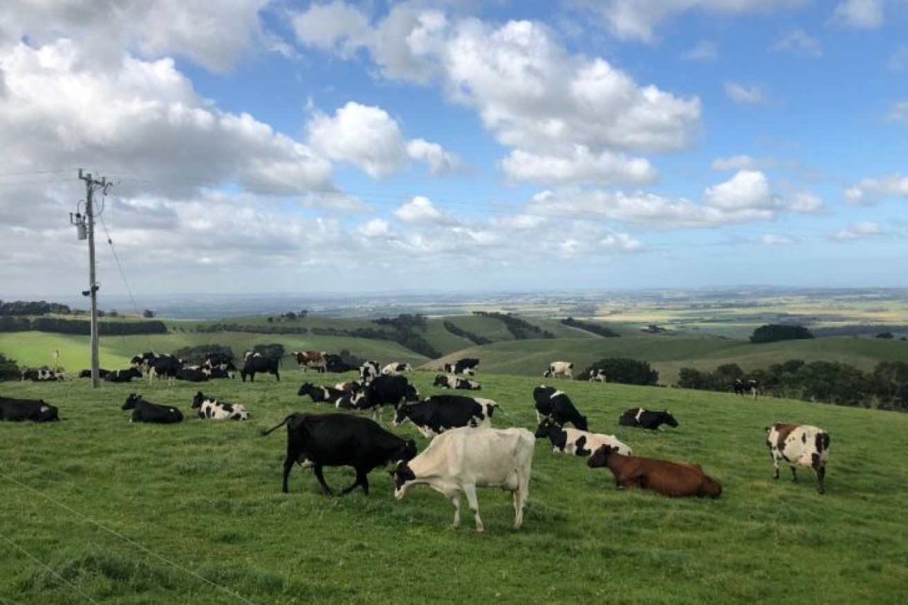 Australia exports more than $1 billion of dairy produce to China each year.