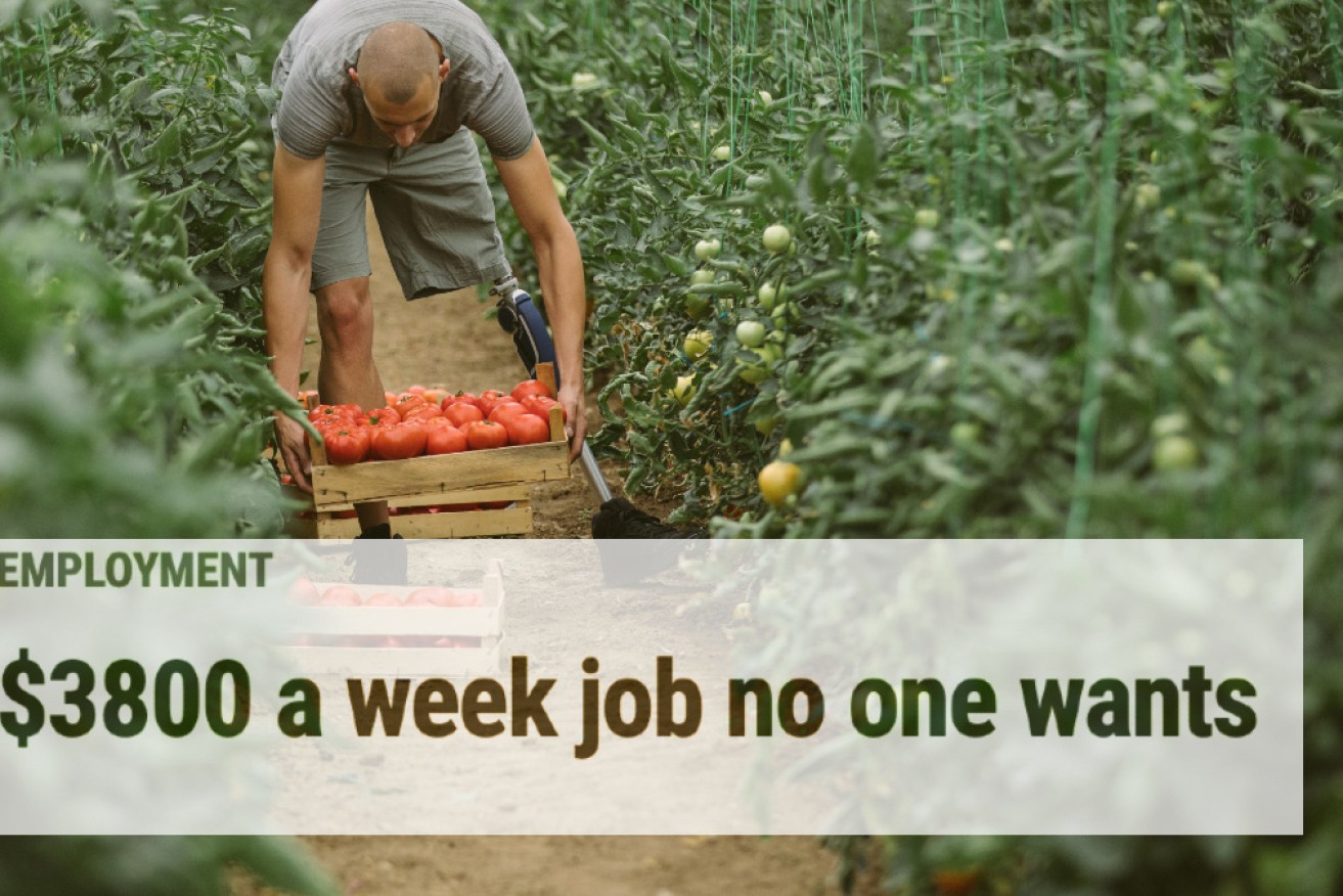 Australian job seekers have been painted as too lazy to take on farm jobs. The truth is far darker. 
