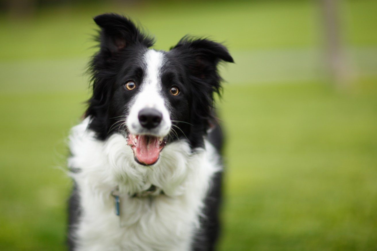 Dog and people have stable personalities. But certain traits tend to decline or plateau over time.