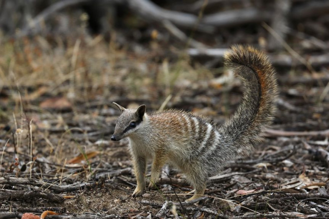 A numbat spotted in Dryandra Woodland, near Narrogin. 
