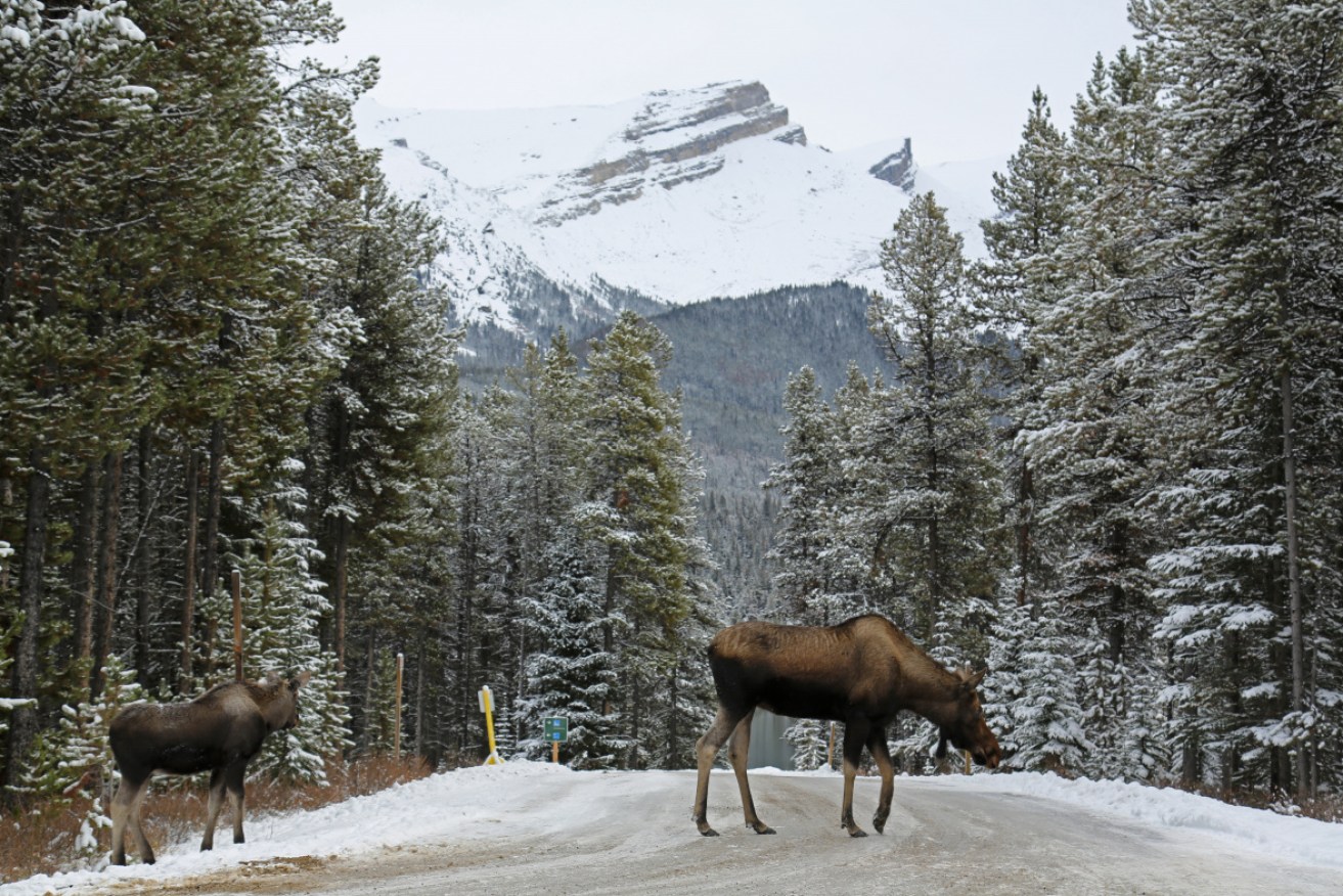 Moose cross the road in in the snow in Canada's Jasper National Park.