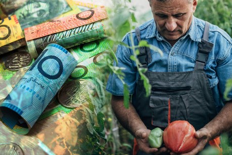 Farm work crisis threatens fruit and veg prices
