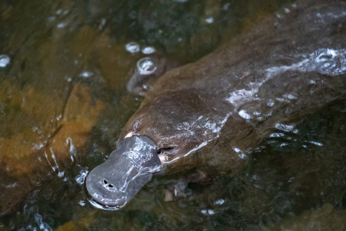 A UNSW report has revealed the toll of bushfires on platypus habitats. Scientists want the monotreme protected.