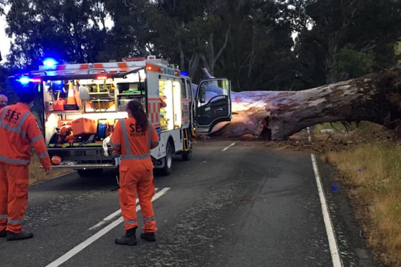 SES crews in central Victoria were kept busy overnight after this massive tree crashed across the Goulburn Highway. 