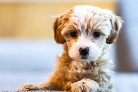 Puppy prices peak as scams increase fourfold on last year