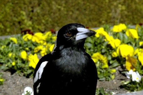 Magpies pay the ultimate price after attacking dining locals