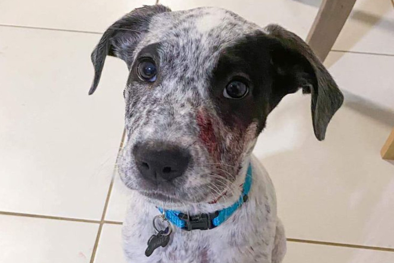 Wally the puppy is lucky to be alive after his ordeal.