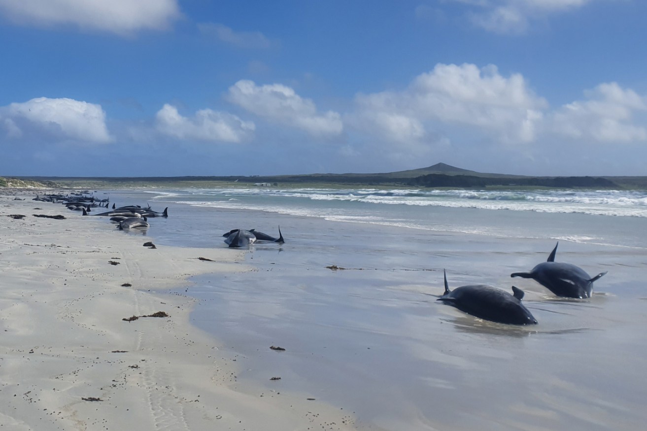Scores of pilot whales and dolphins died in the stranding on New Zealand's remote Chatham Islands.