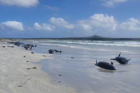 Whales, dolphins die in mass NZ stranding