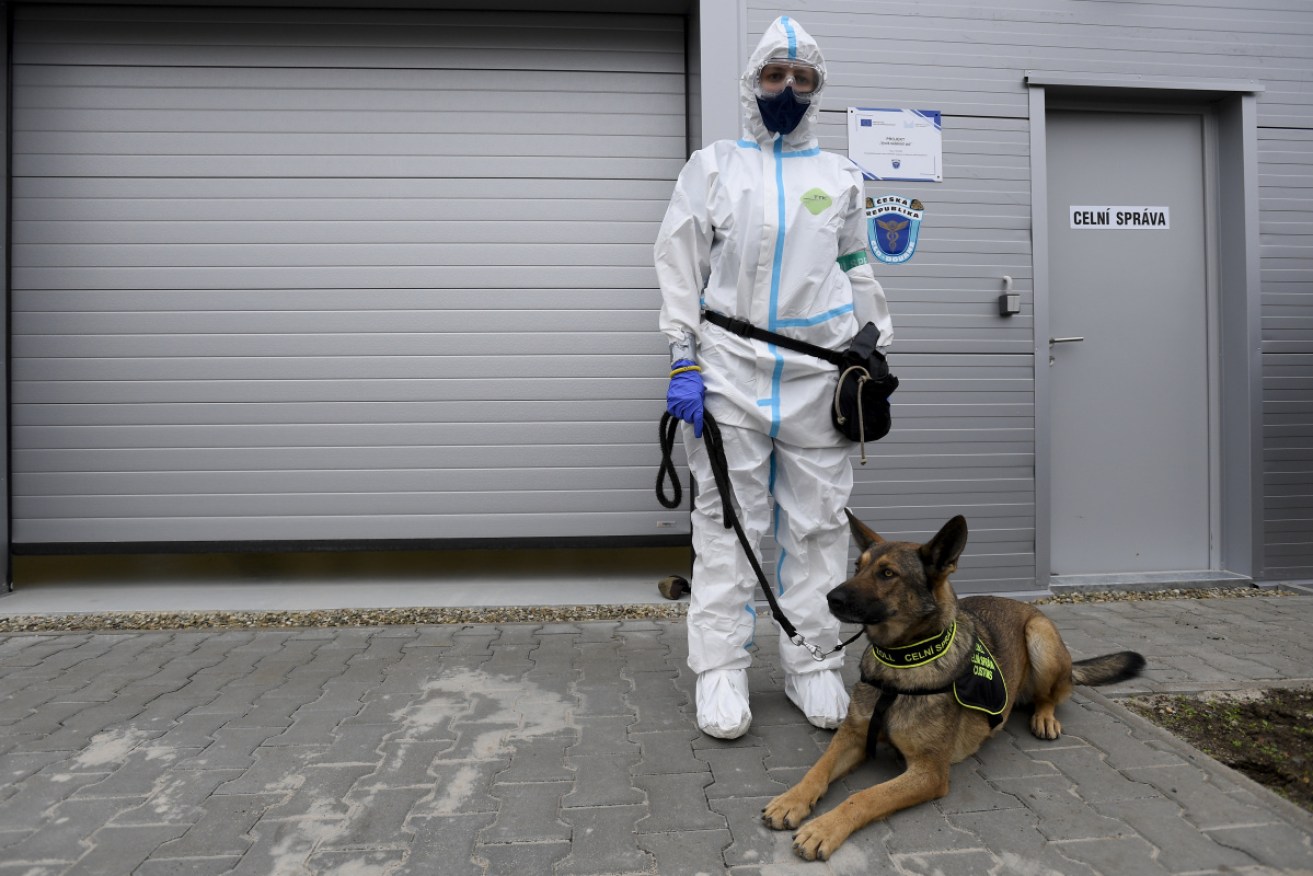 COVID-19 sniffer dogs are already being used in other countries, including the Czech Republic. Australia could soon follow suit. 