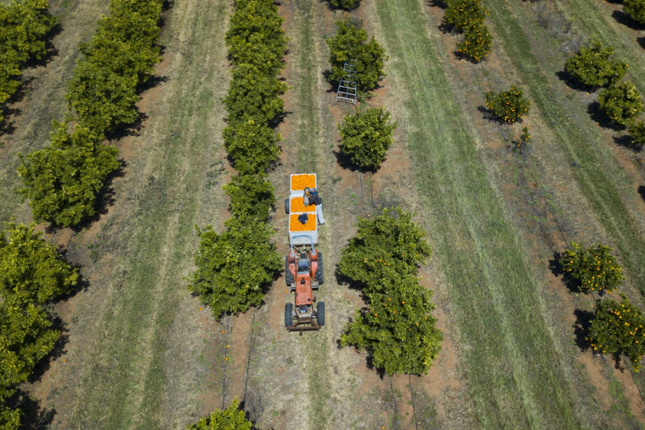 PFAS chemicals have been found in biosolids - leftovers from treatment plants reused as fertiliser.