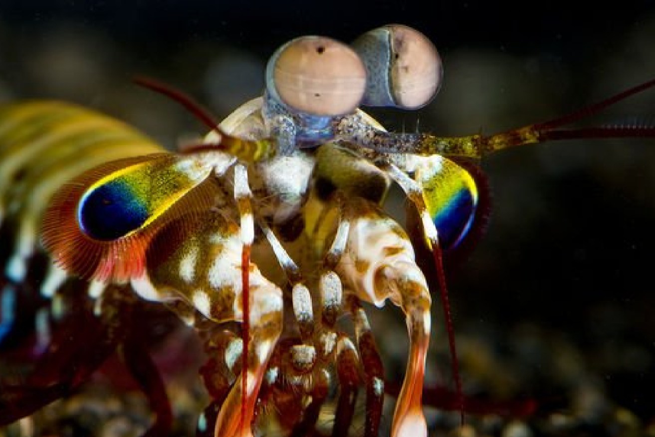Mantis shrimp range in colour from sandy shades to bright blues and reds.