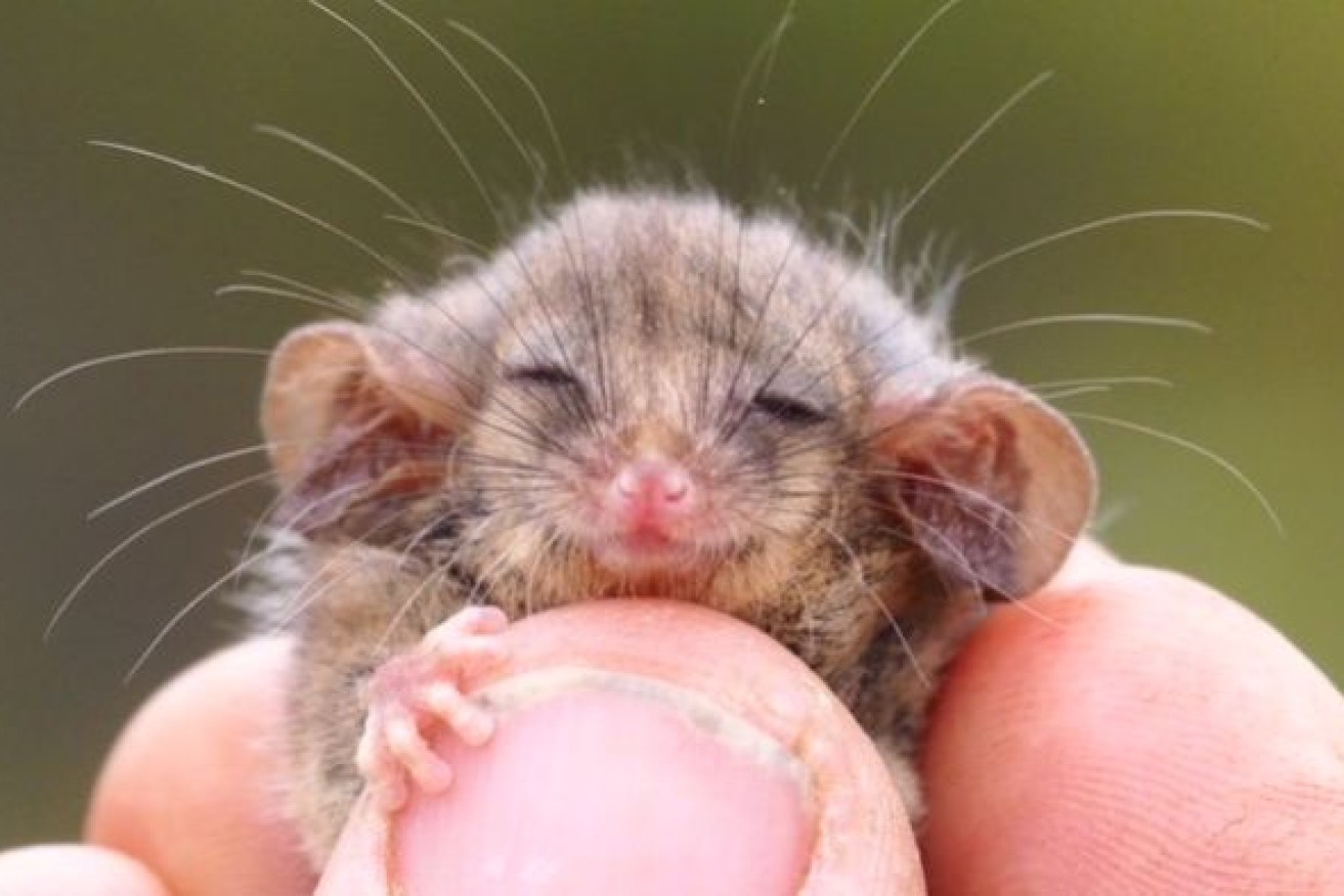 Little pygmy possums are the world's smallest possums and weigh about 7 grams.