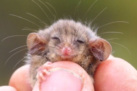 Little pygmy possum discovered on Kangaroo Island after fears bushfires had wiped them out
