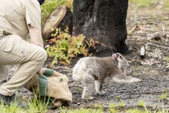 Badly burned koalas released into the wild