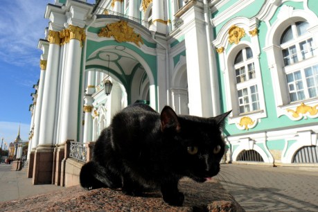 French man leaves money to Russia’s Hermitage cats