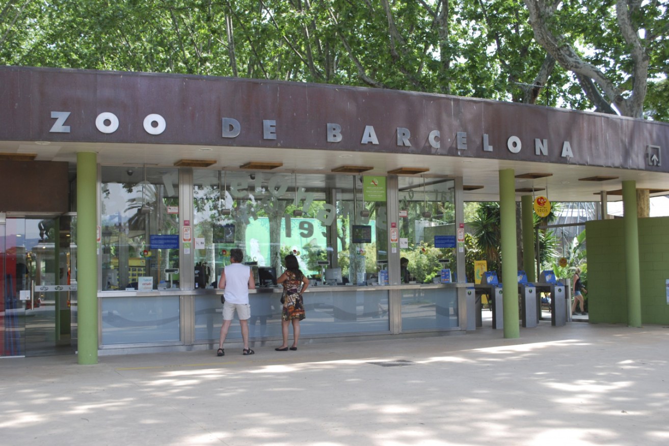 The Barcelona Zoo has contacted New York’s Bronx Zoo, where tigers and lions tested positive in April.