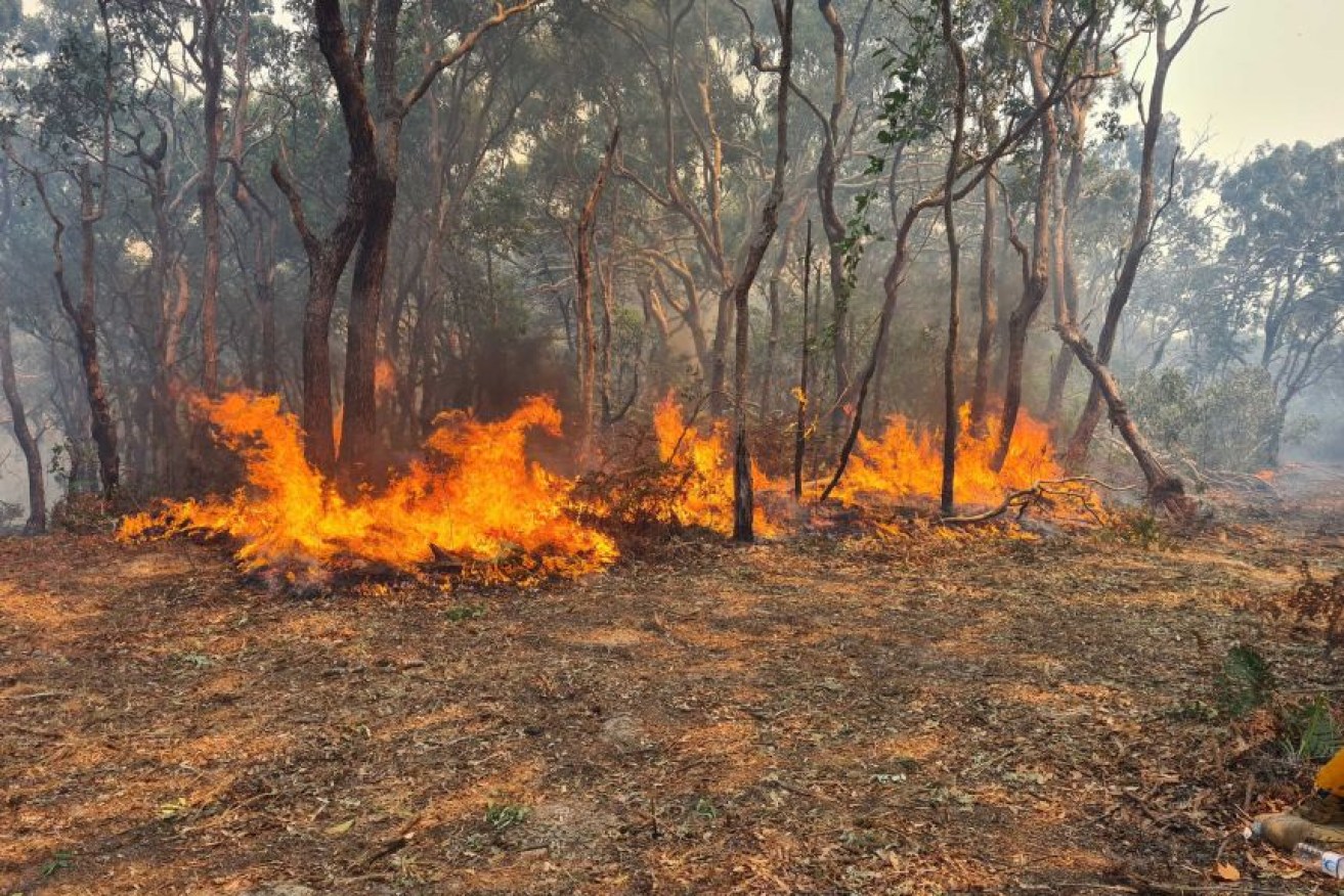 Fire has cut through more than 80,000 hectares of bushland on Fraser Island.
