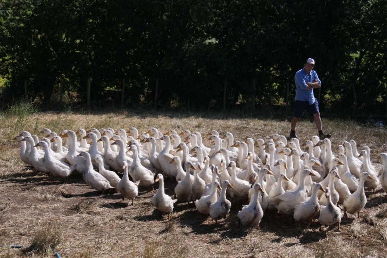Matilda the kelpie knows how to get a flock of ducks moving in the right direction.