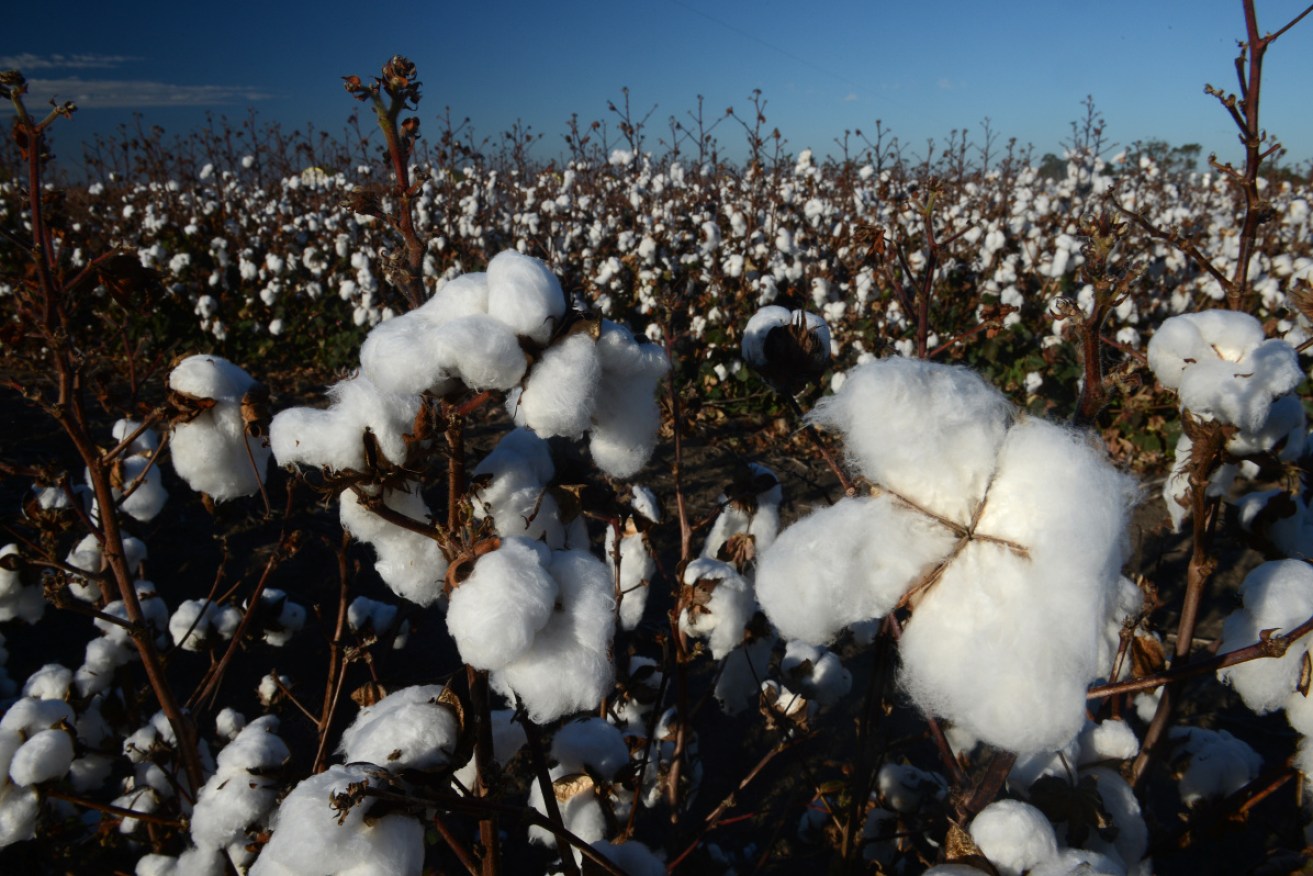 Massive water use, chemical contamination and environmental degradation were the leading concerns about cotton production.
