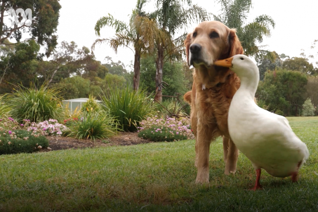 Every dog has her duck – Zelda has Alan. 