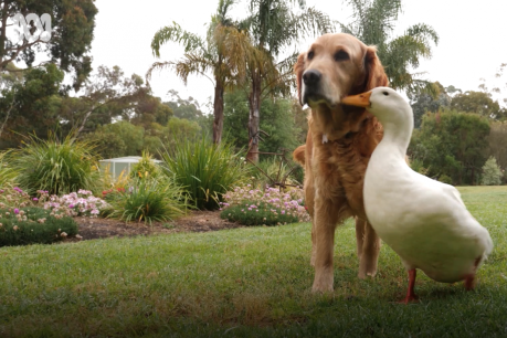 How Albany&#8217;s Alan the duck and Zelda the golden retriever have become best friends