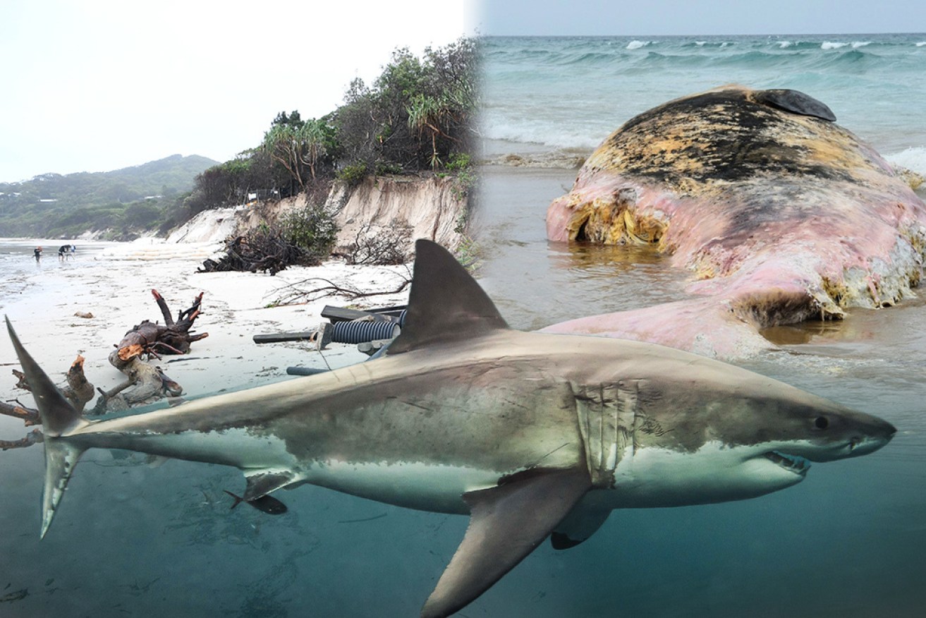 A shiver of sharks was spotted feeding on a whale carcass near Broulee Island, NSW. 