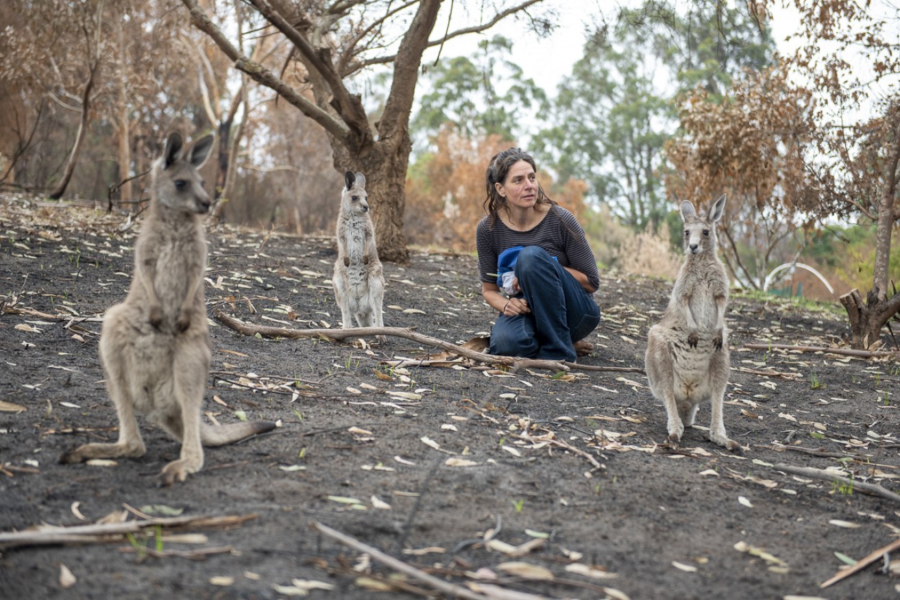 Wildlife carers aren't paid a wage despite sacrificing their time, money and energy into rehabilitating injured animals.