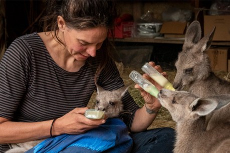 ‘We’re really getting desperate’: Stakes rise for wildlife carers as bushfire threat remains