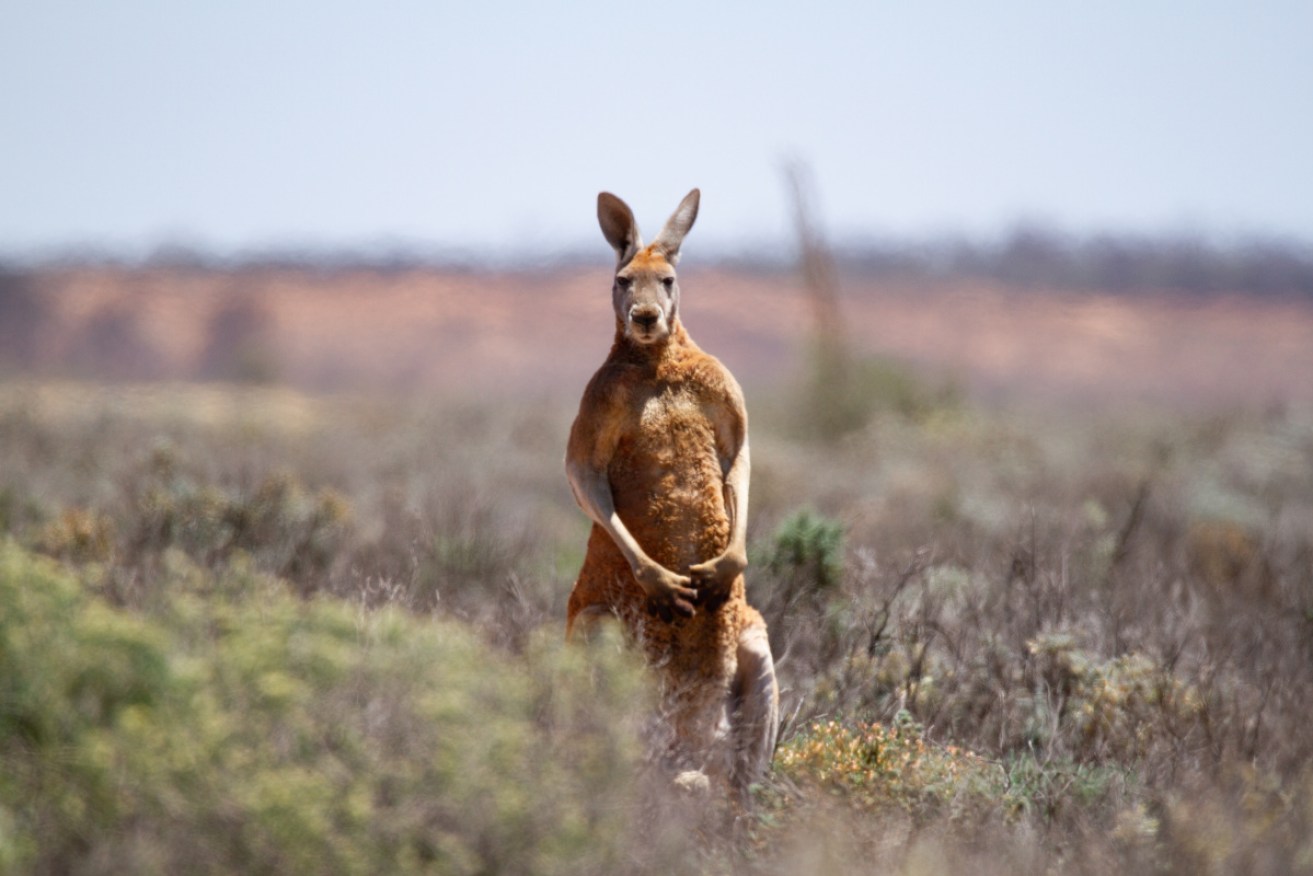 Kangaroos are smarter than we think, shows a new study. 