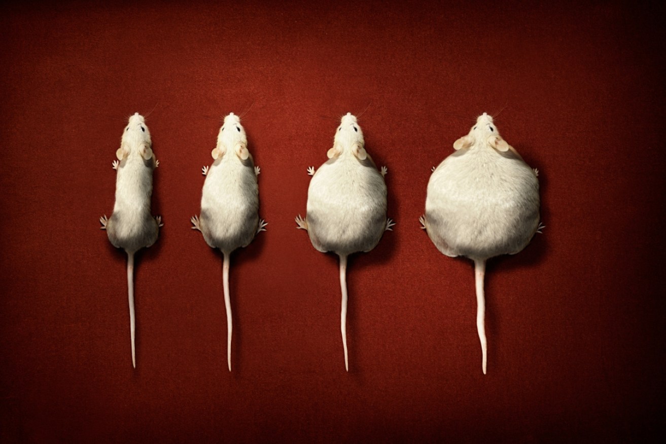 In experiments with humans and mice, fat cells were found to 'remember' when they were obese.