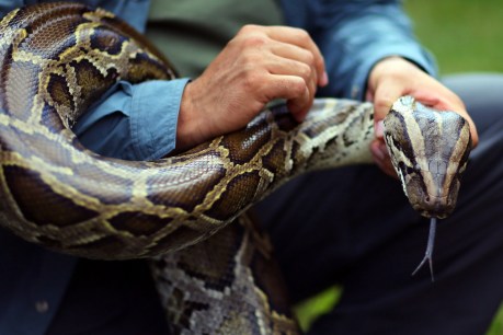 Florida serves up plan to control wild pythons